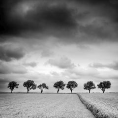 Trees on the Edge of Field - cloudy - black and white landscape photography