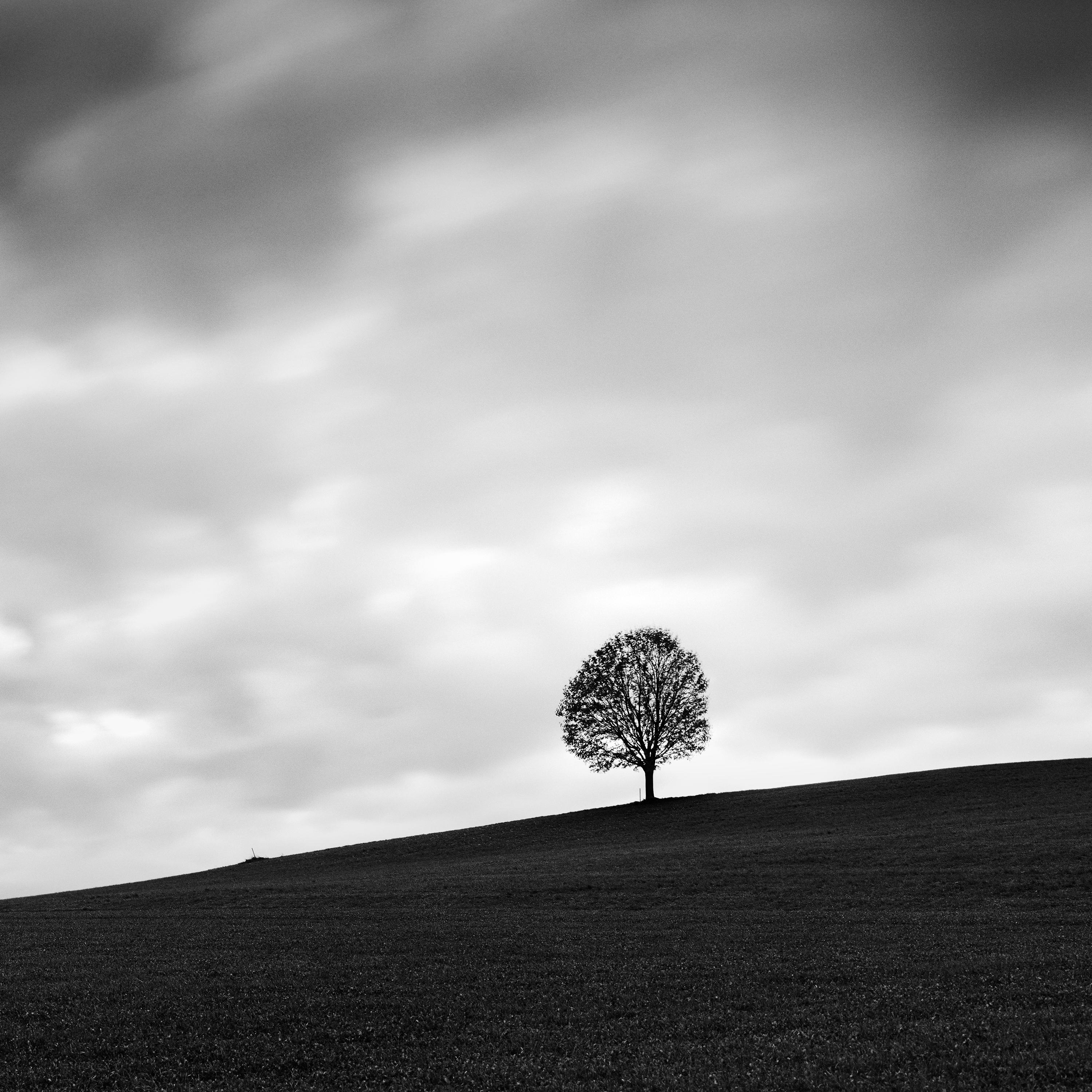 Turbulent Times, single tree panorama, black and white landscape art photography For Sale 3