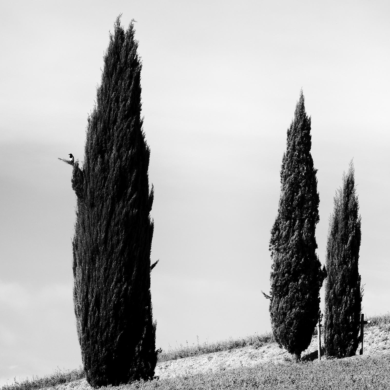 Tuscany Cypress Road, Amazing Clouds, Italy, landscape photo, limited edition For Sale 5