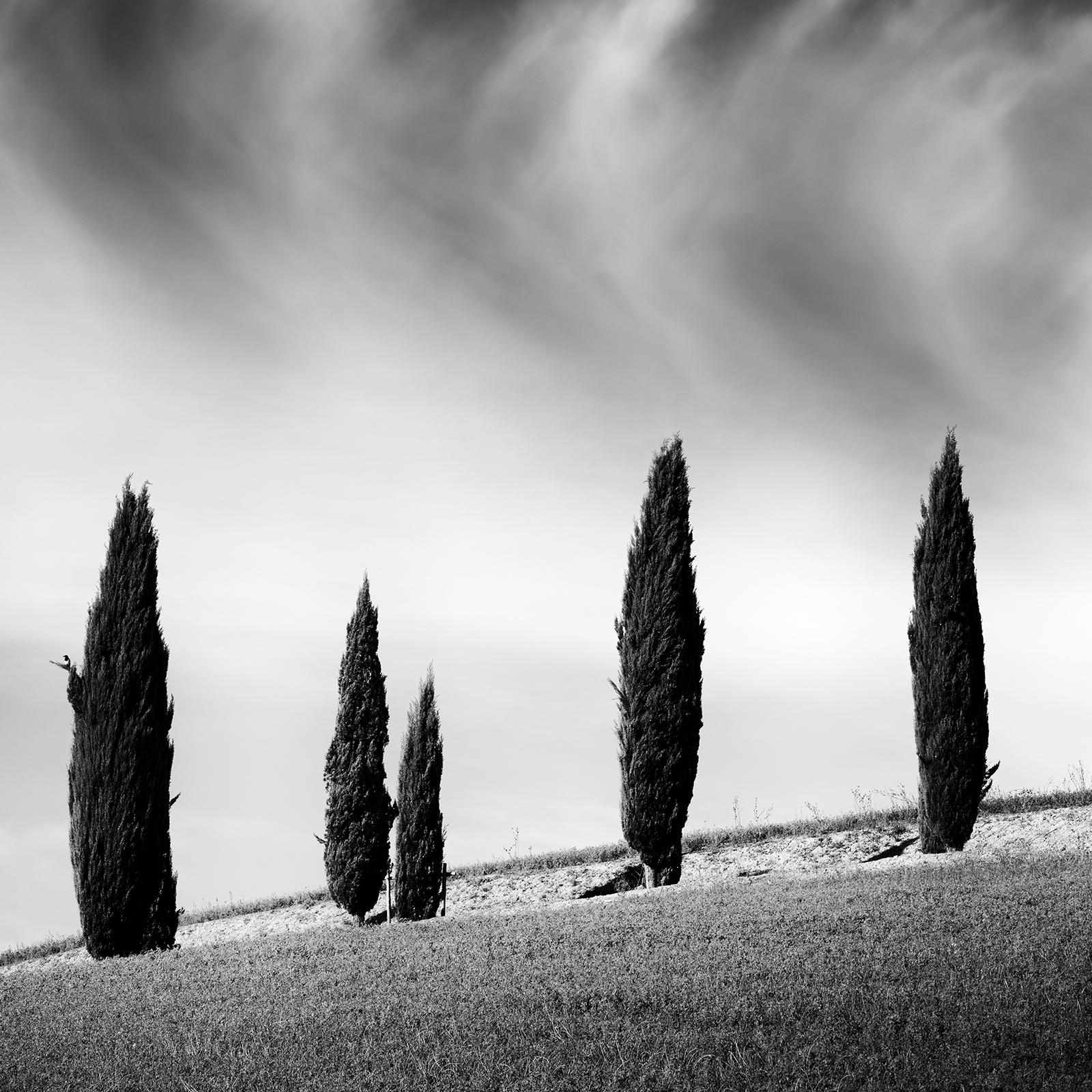 Tuscany Cypress Road, Amazing Clouds, Italy, landscape photo, limited edition For Sale 3