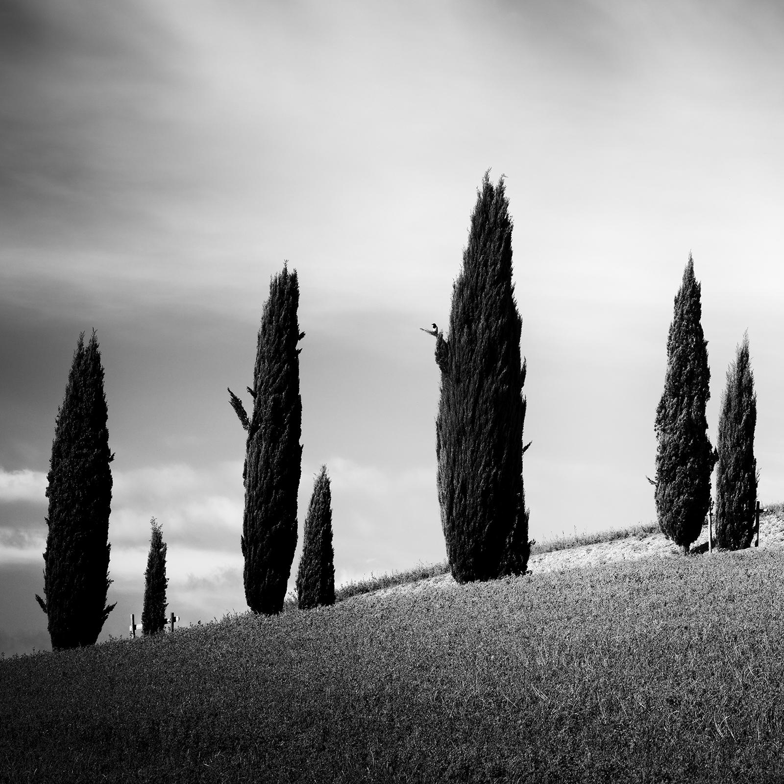 Tuscany Cypress Road, Amazing Clouds, Italy, landscape photo, limited edition For Sale 4