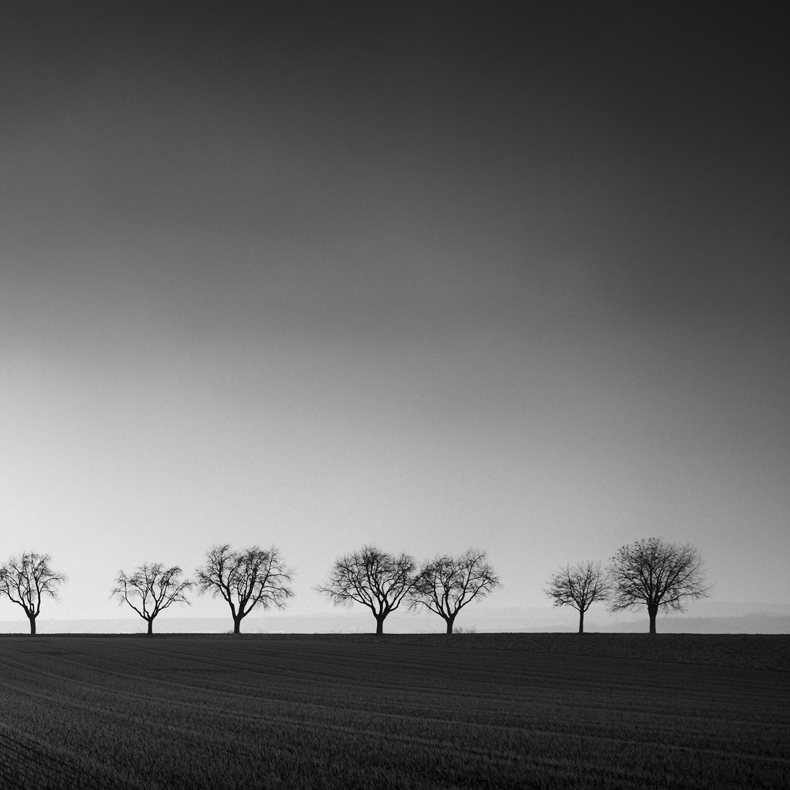Zwanzig Kirschbaumbäume, Avenue, Österreich, Schwarz-Weiß-Fotografie-Landschaften im Angebot 5