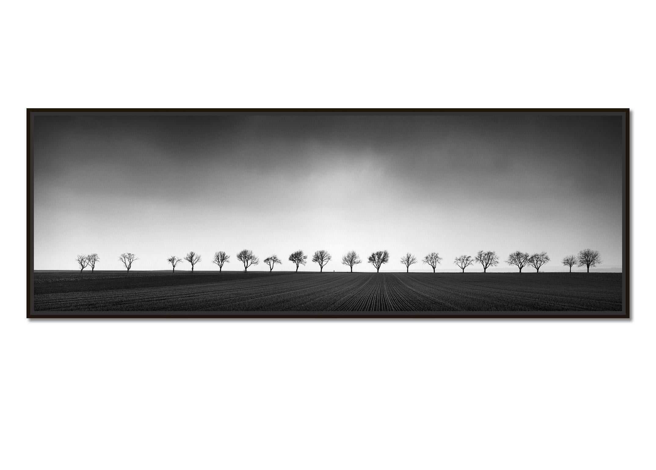 Twenty Cherry Trees, Avenue, Austria, black and white art photography landscapes - Photograph by Gerald Berghammer
