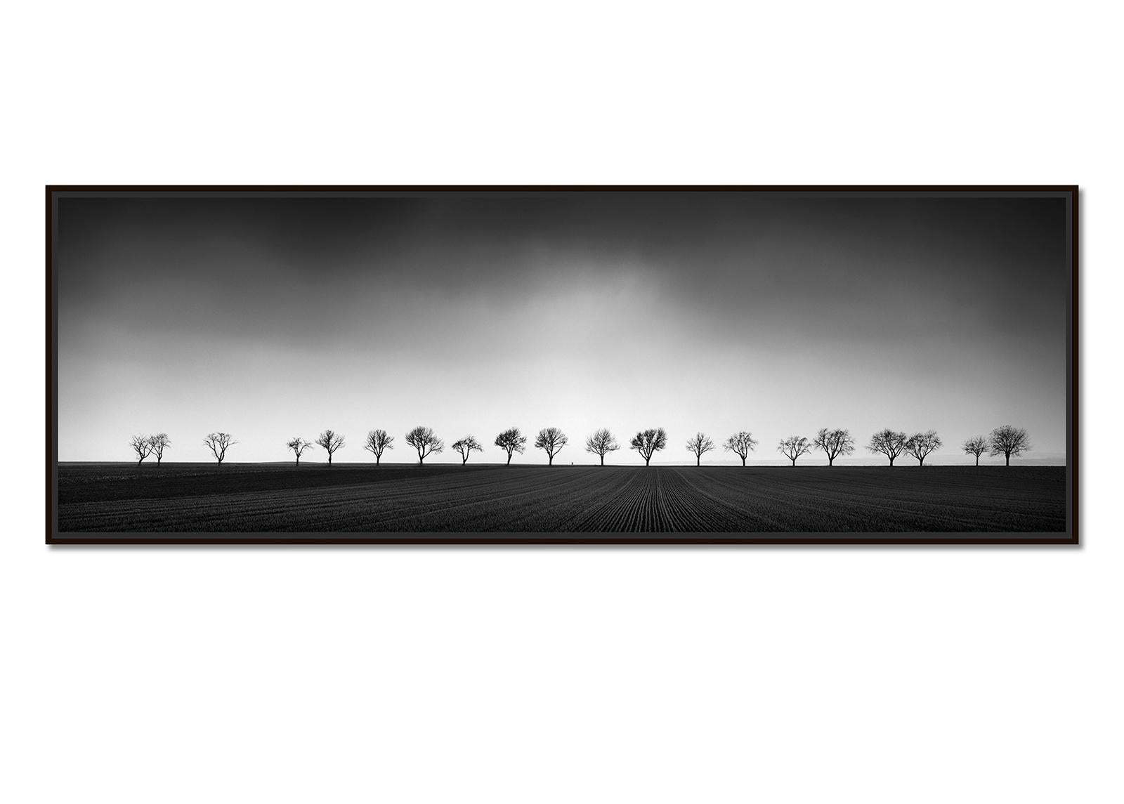 Zwanzig Kirschbaumbäume, Avenue, Österreich, Schwarz-Weiß-Fotografie-Landschaften – Photograph von Gerald Berghammer