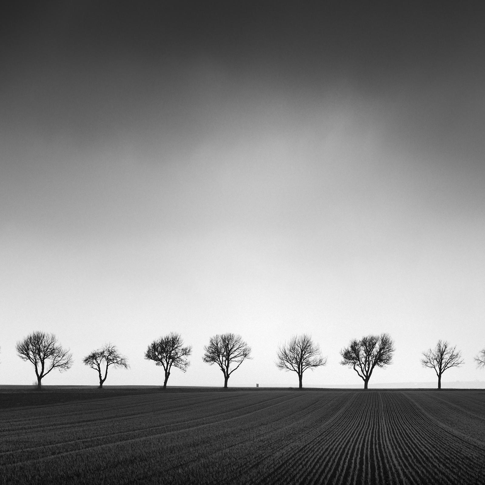 Zwanzig Kirschbaumbäume, Avenue, Österreich, Schwarz-Weiß-Fotografie-Landschaften im Angebot 3