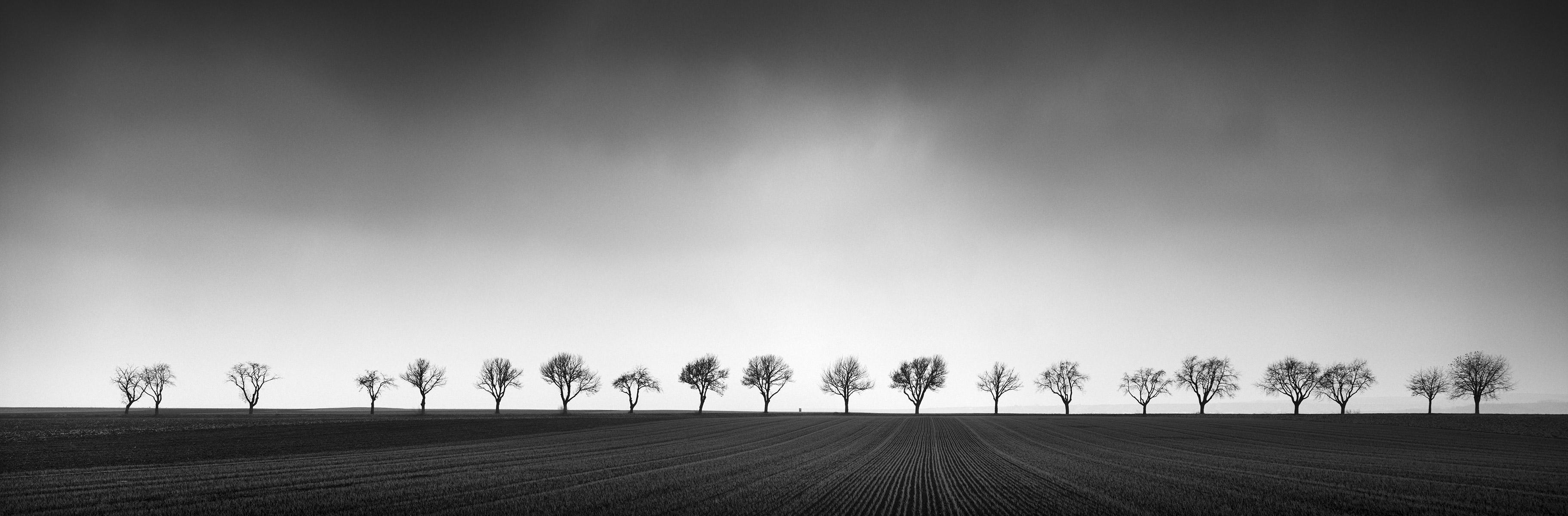Gerald Berghammer Landscape Photograph - Twenty Cherry Trees, Avenue, Austria, black and white art photography landscapes