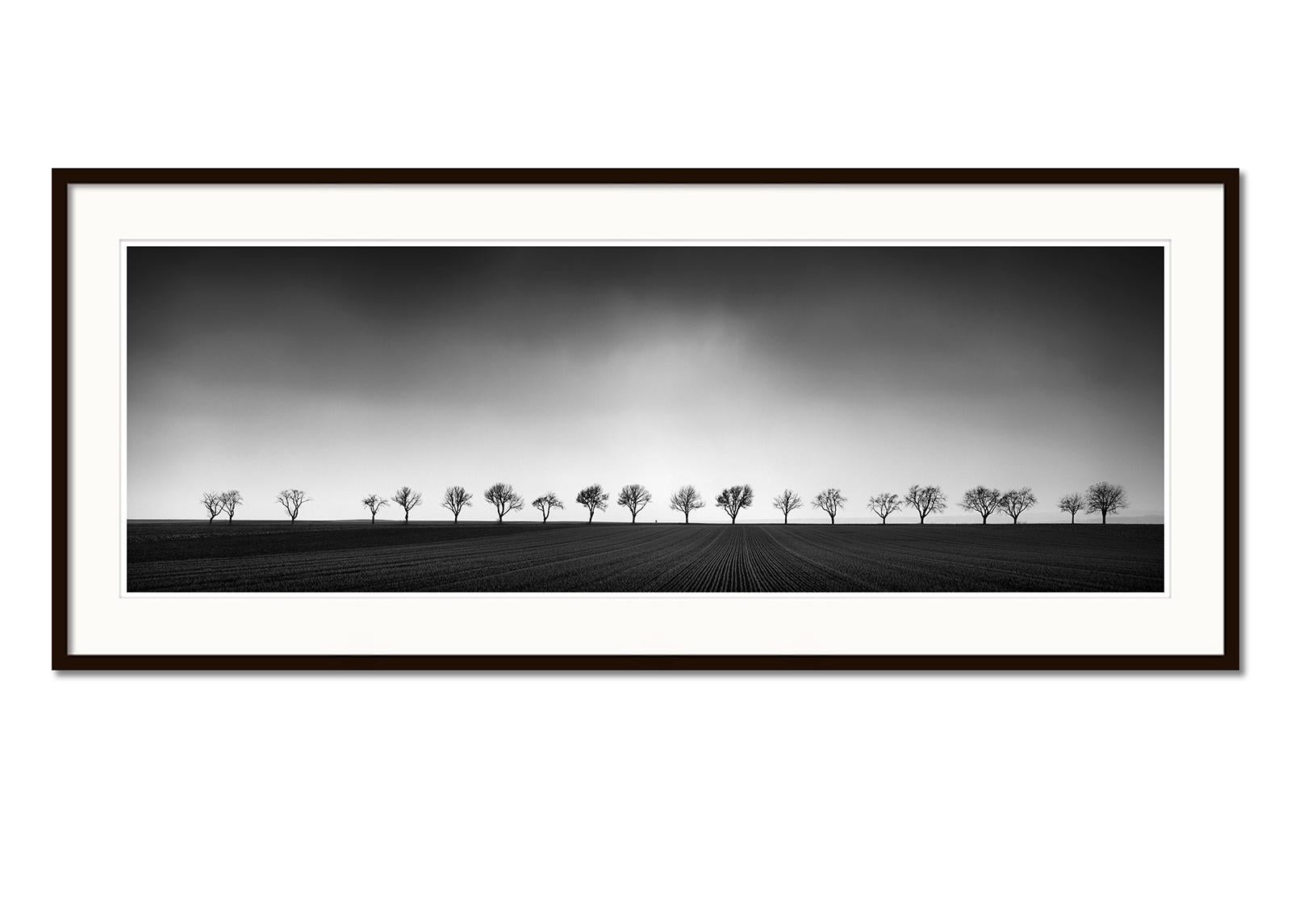 Zwanzig Kirschbaumbäume, Avenue, Österreich, Schwarz-Weiß-Fotografie, Landschaft (Grau), Landscape Photograph, von Gerald Berghammer