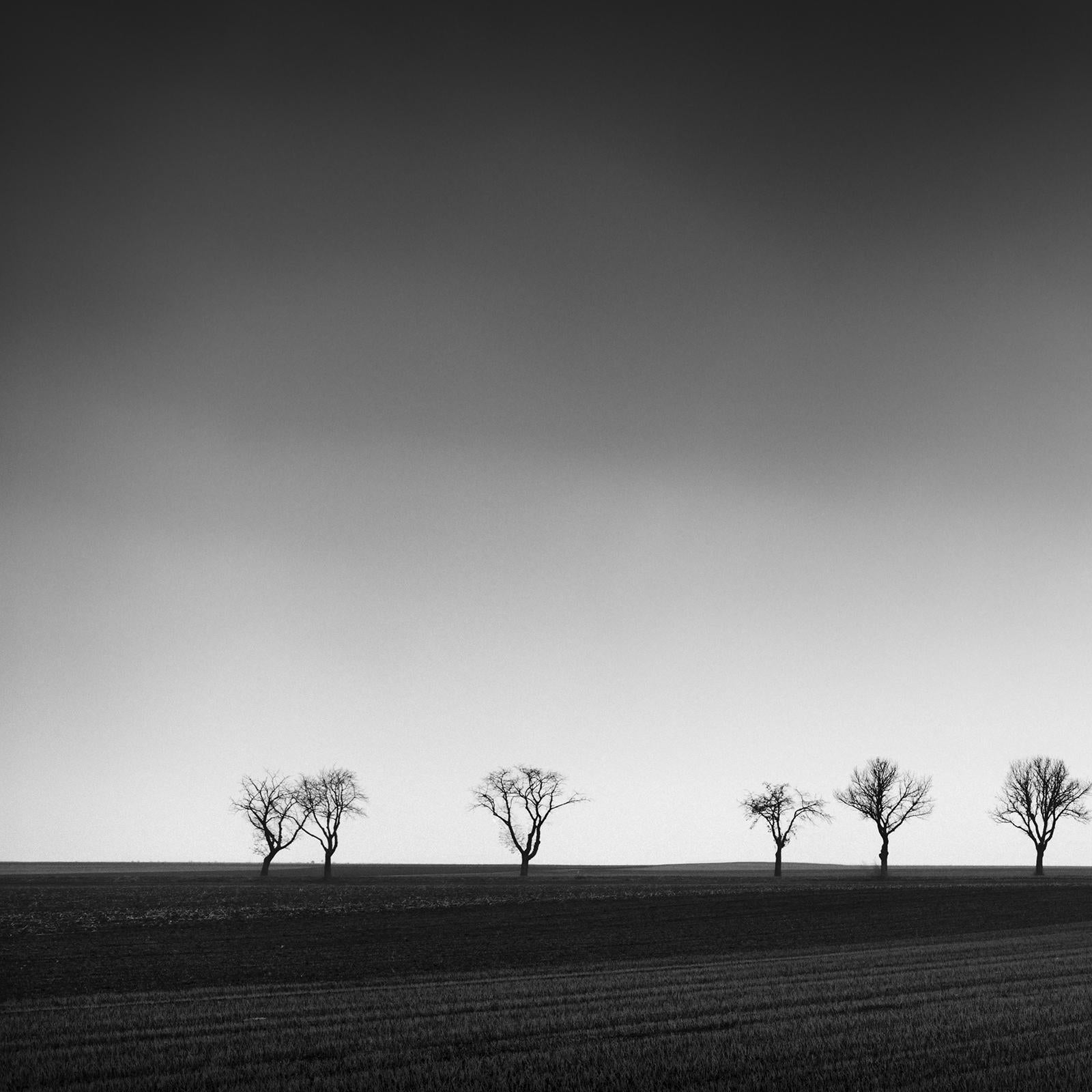 Zwanzig Kirschbaumbäume, Avenue, Österreich, Schwarz-Weiß-Fotografie, Landschaft im Angebot 4