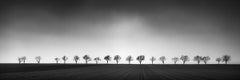 Twenty Cherry Trees, Avenue, Austria, black and white photograph, landscape