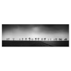 Twenty cherry Trees, avenue, black and white panorama photography, landscape