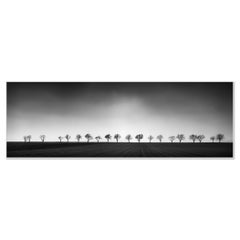 Twenty Cherry Trees - Avenue - black and white photography - limited landscape