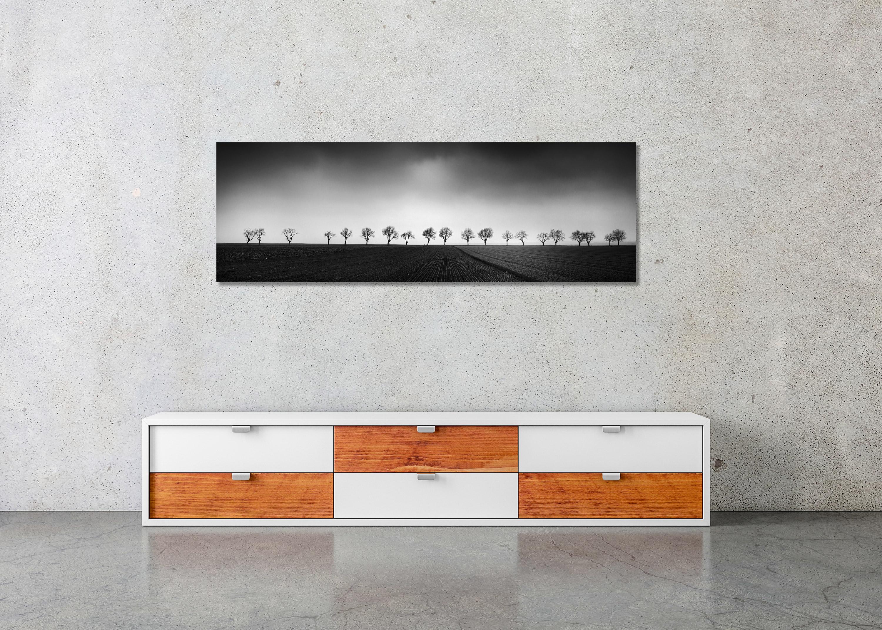 Vingt cerisiers Avenue noir et blanc panorama paysage photographie d'art en vente 2