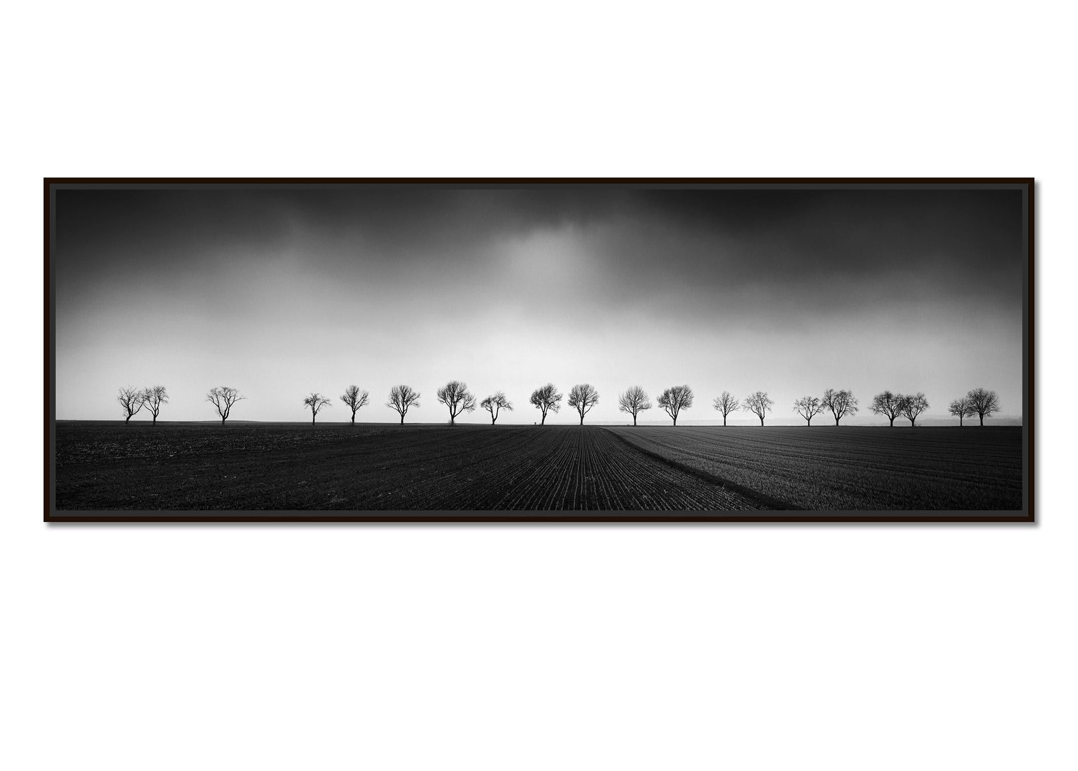 Twenty cherry Trees, avenue, black and white panorama photography, landscape - Photograph by Gerald Berghammer