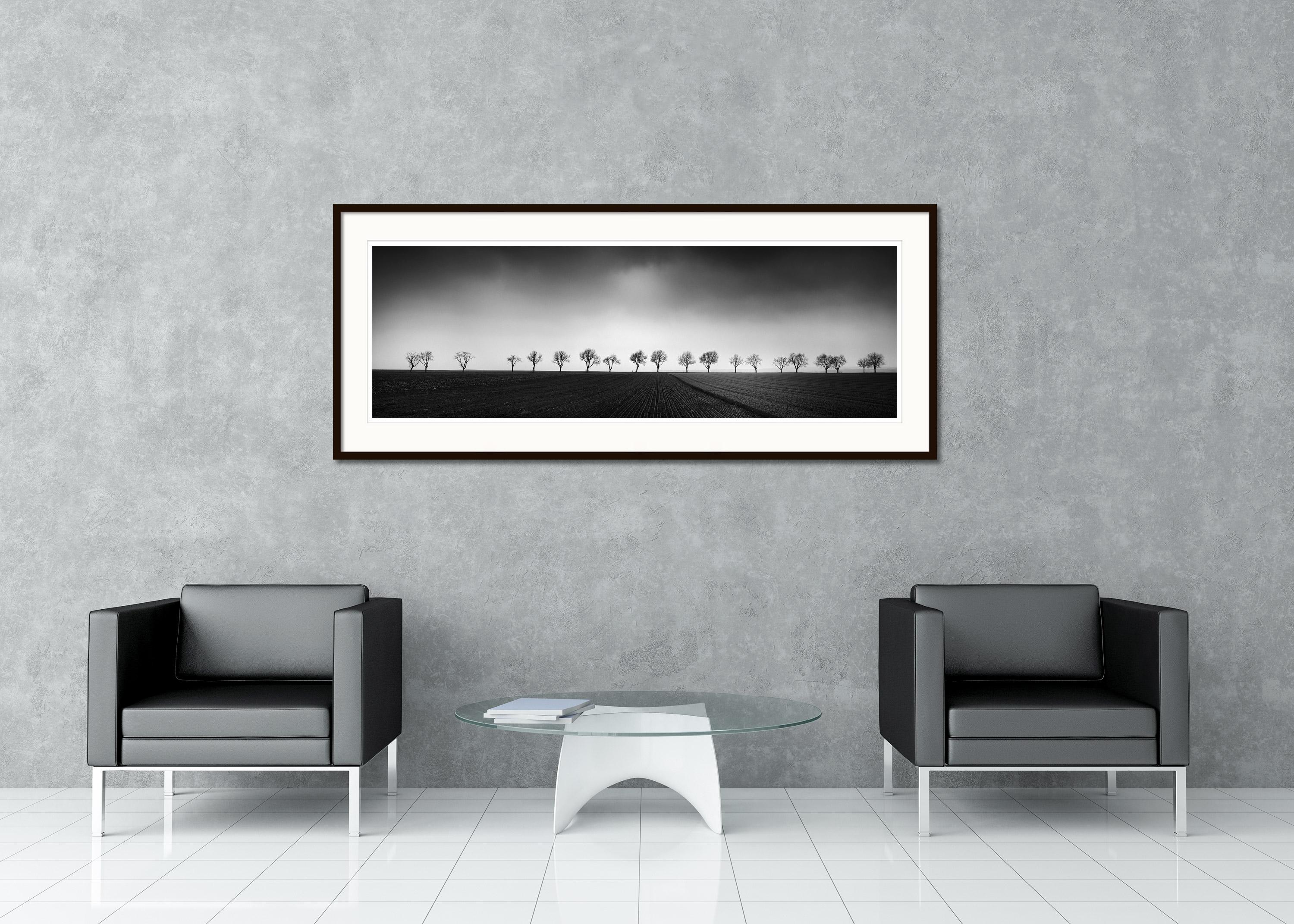 Black and white fine art panorama landscape photography. Archival pigment ink print, limited edition of 5. Cherry Tree avenue at the edge of the cornfield, Weinviertel, Austria. All Gerald Berghammer prints are made to order in limited editions on