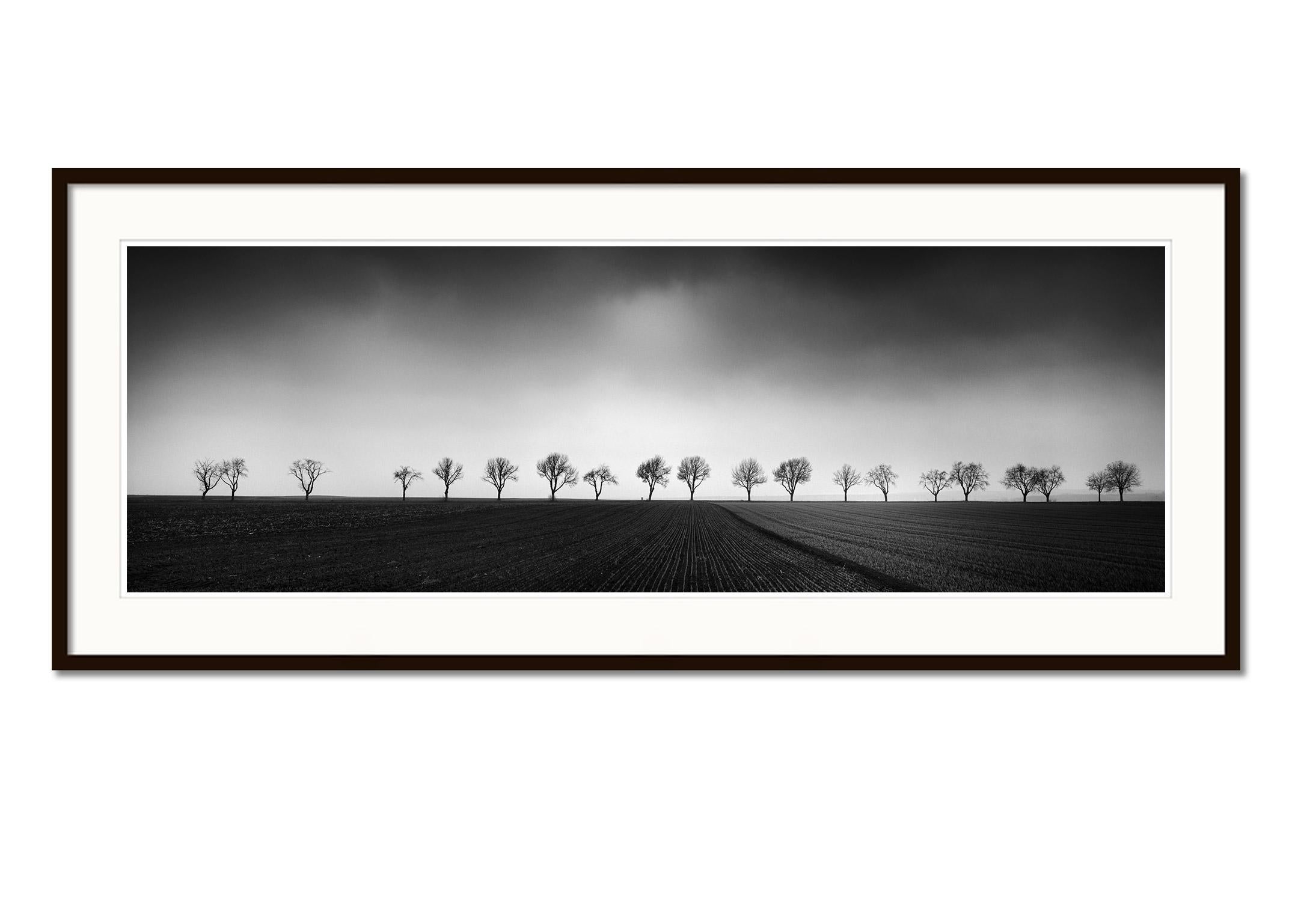 Zwanzig Kirschbaumbäume Avenue cornfield Schwarz-Schwarz-Weiß- Panoramen-Landschaftsfotografie (Grau), Black and White Photograph, von Gerald Berghammer
