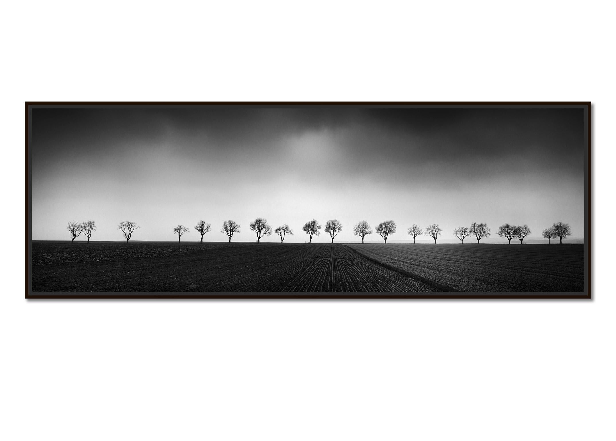 Zwanzig Kirschbaumbäume Avenue cornfield Schwarz-Schwarz-Weiß- Panoramen-Landschaftsfotografie – Photograph von Gerald Berghammer