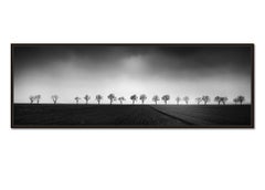 Twenty cherry Trees, photographie panoramique en noir et blanc, édition limitée