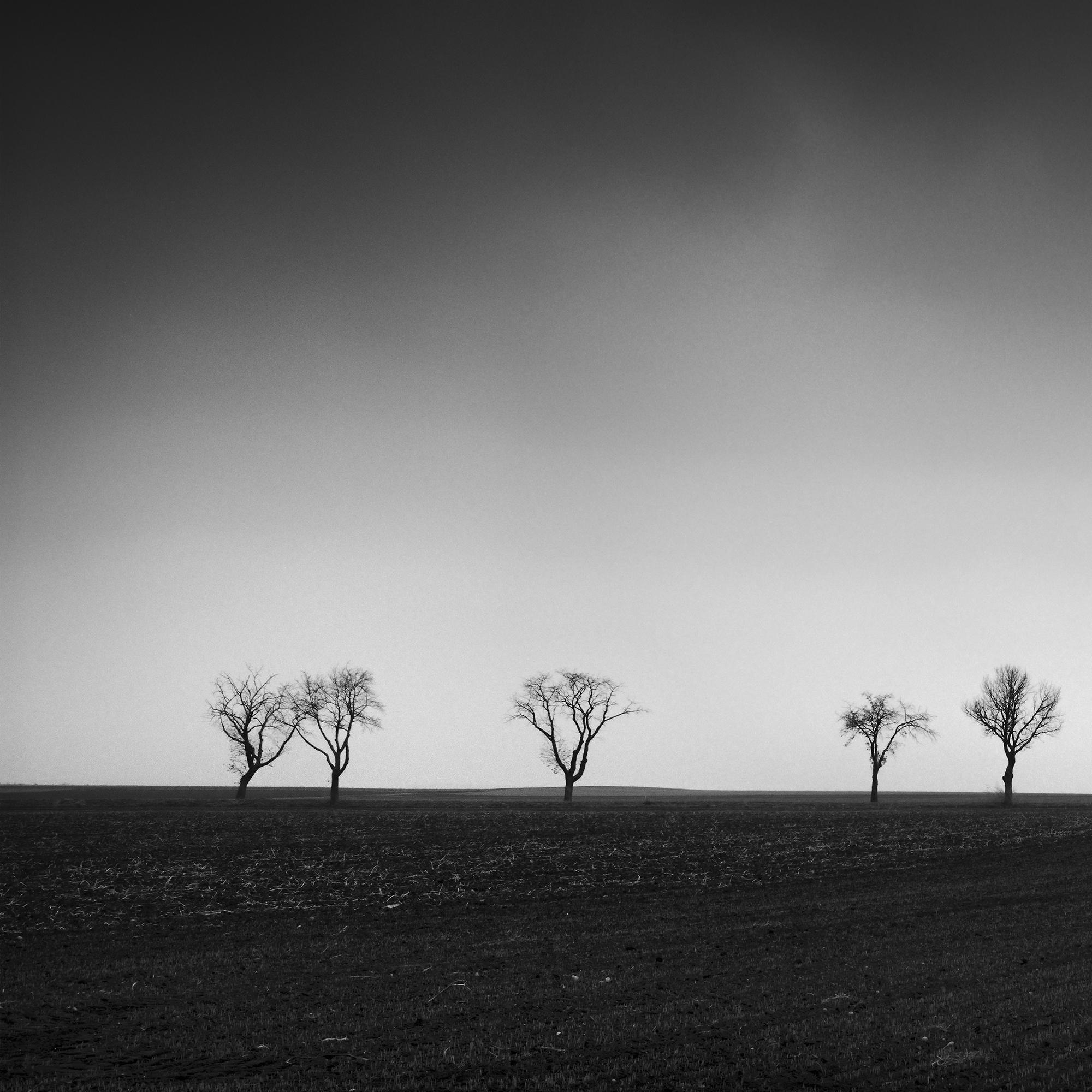 Twenty cherry Trees avenue cornfield black white panorama landscape photography For Sale 3
