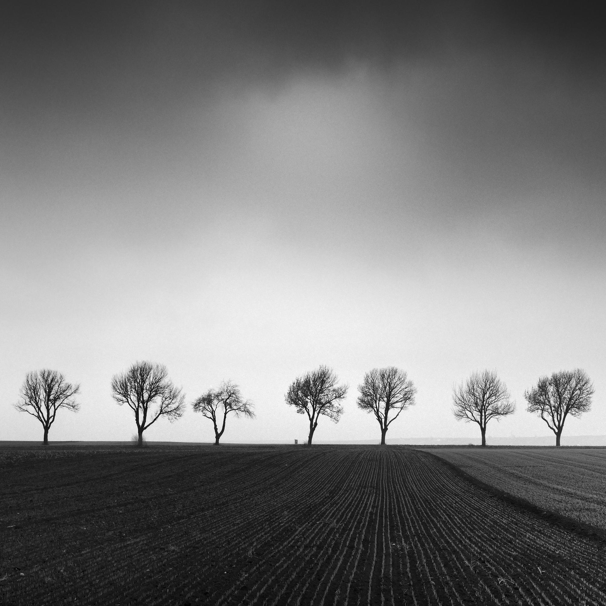 Twenty cherry Trees avenue cornfield black white panorama landscape photography For Sale 4