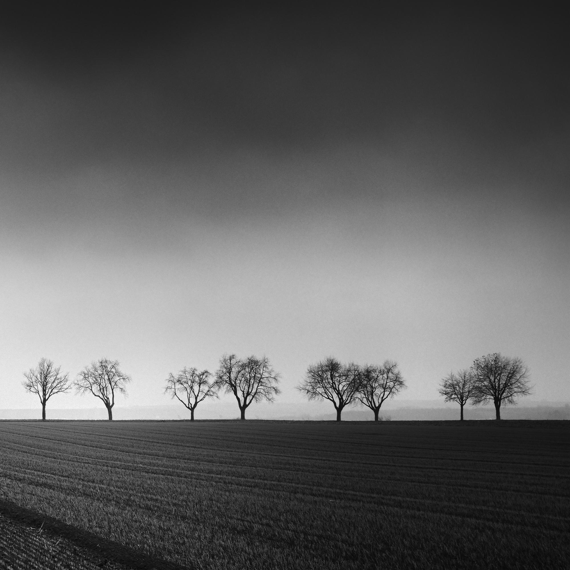 Twenty cherry Trees avenue cornfield black white panorama landscape photography For Sale 5