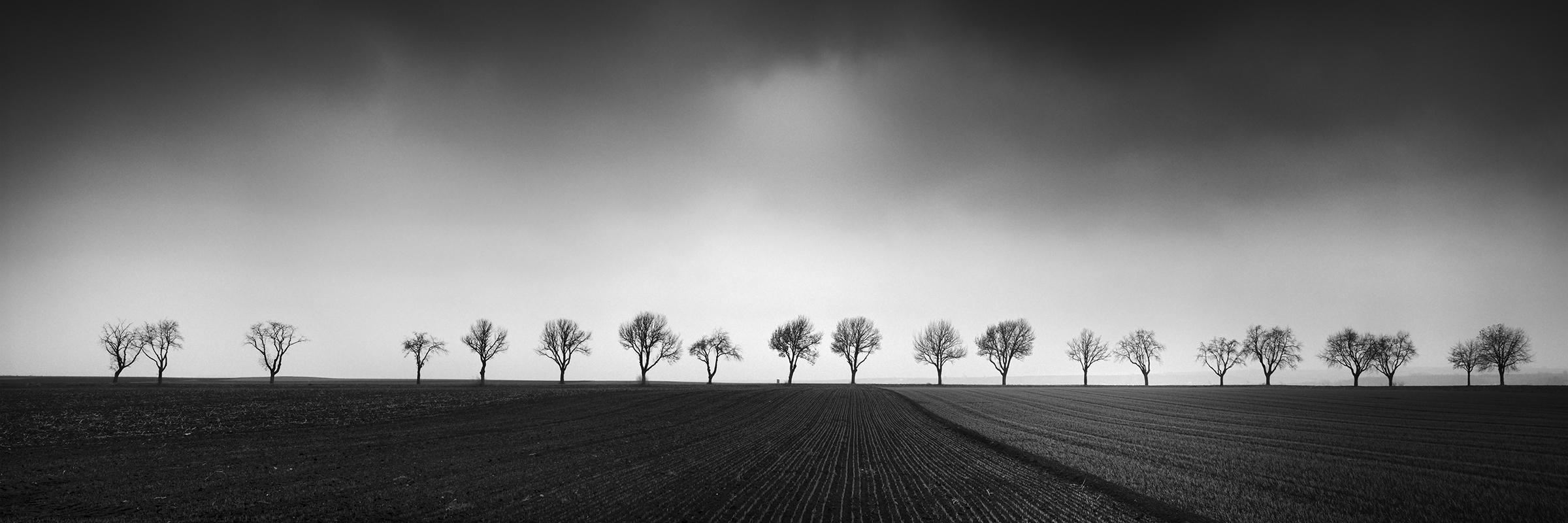 Gerald Berghammer Black and White Photograph – Zwanzig Kirschbaumbäume Avenue cornfield Schwarz-Schwarz-Weiß- Panoramen-Landschaftsfotografie