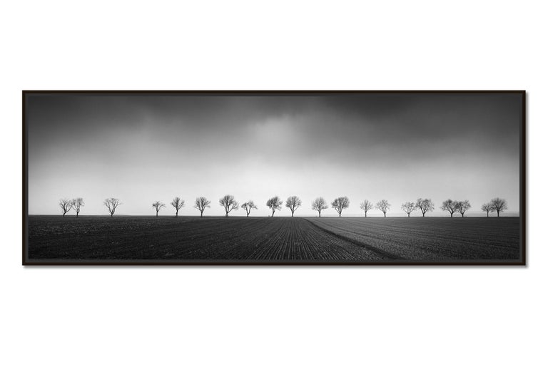 Twenty Trees, Avenue, Row of Trees, black and white photography, landscapes  - Photograph by Gerald Berghammer