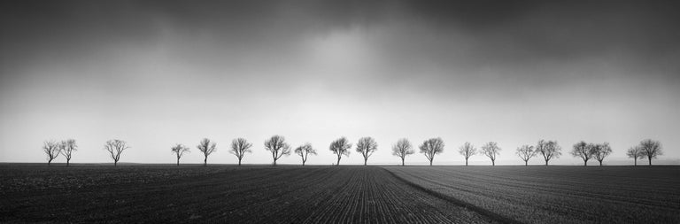 Gerald Berghammer Black and White Photograph - Twenty Trees, Avenue, Row of Trees, black and white photography, landscapes 