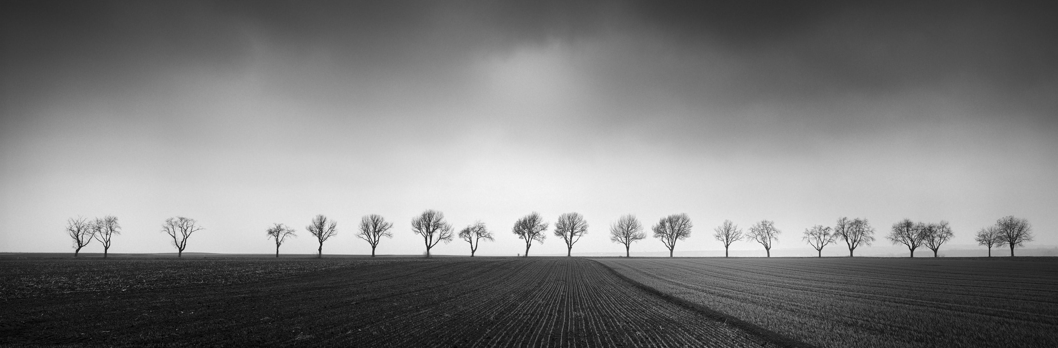 Twenty Trees, Avenue, Row of Trees, black and white photography, landscapes 