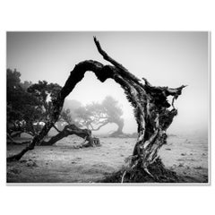 Albero piegato nella nebbia, fotografia monocromatica, stampa di paesaggio, edizione limitata