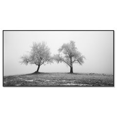 Two lonely Frozen Trees Panorama photograph
