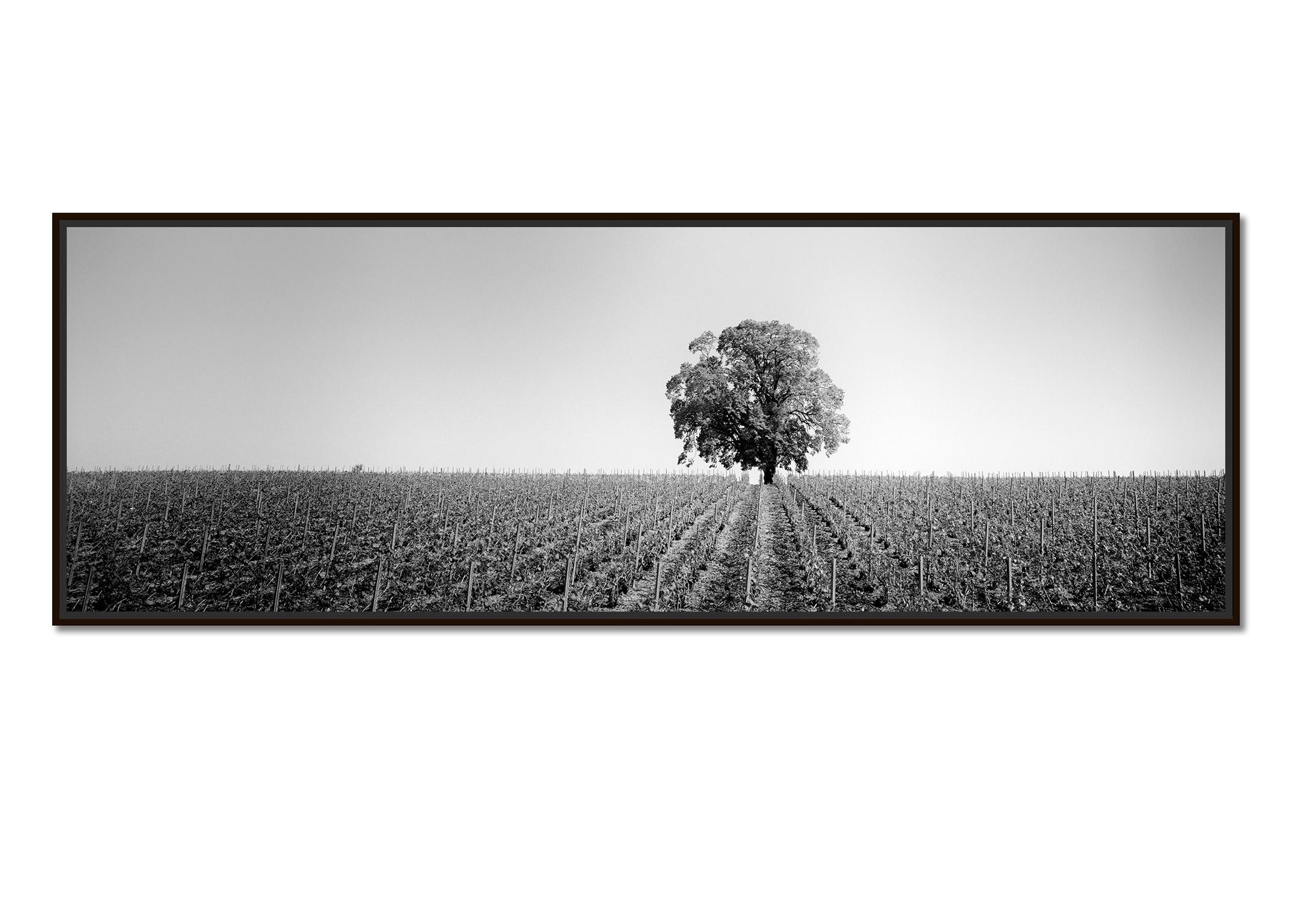 Vineyard Romance Panorama lonely tree minimalist black white panorama landscape - Photograph by Gerald Berghammer