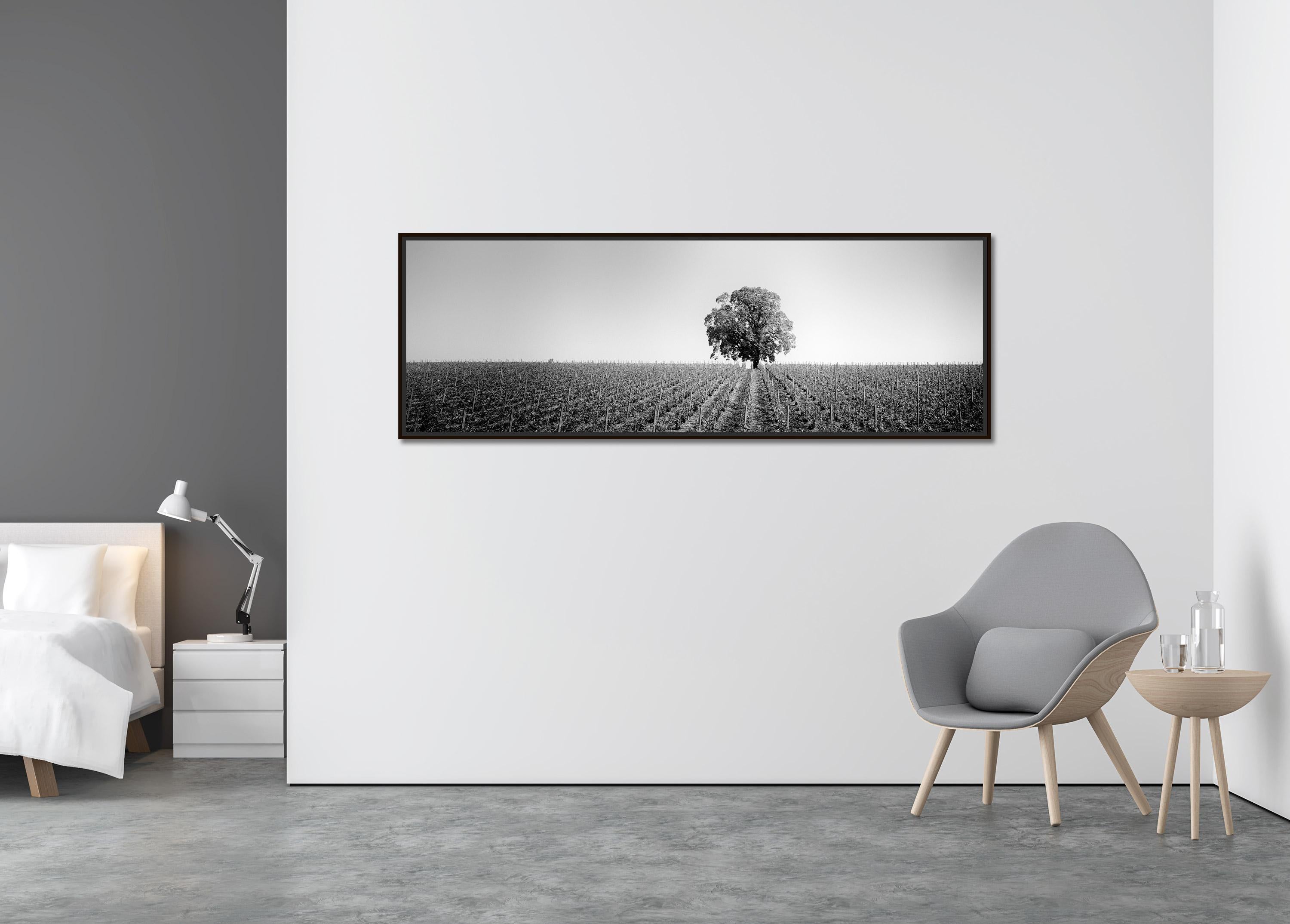 Vineyard Romance Panorama lonely tree minimalist black white panorama landscape - Contemporary Photograph by Gerald Berghammer