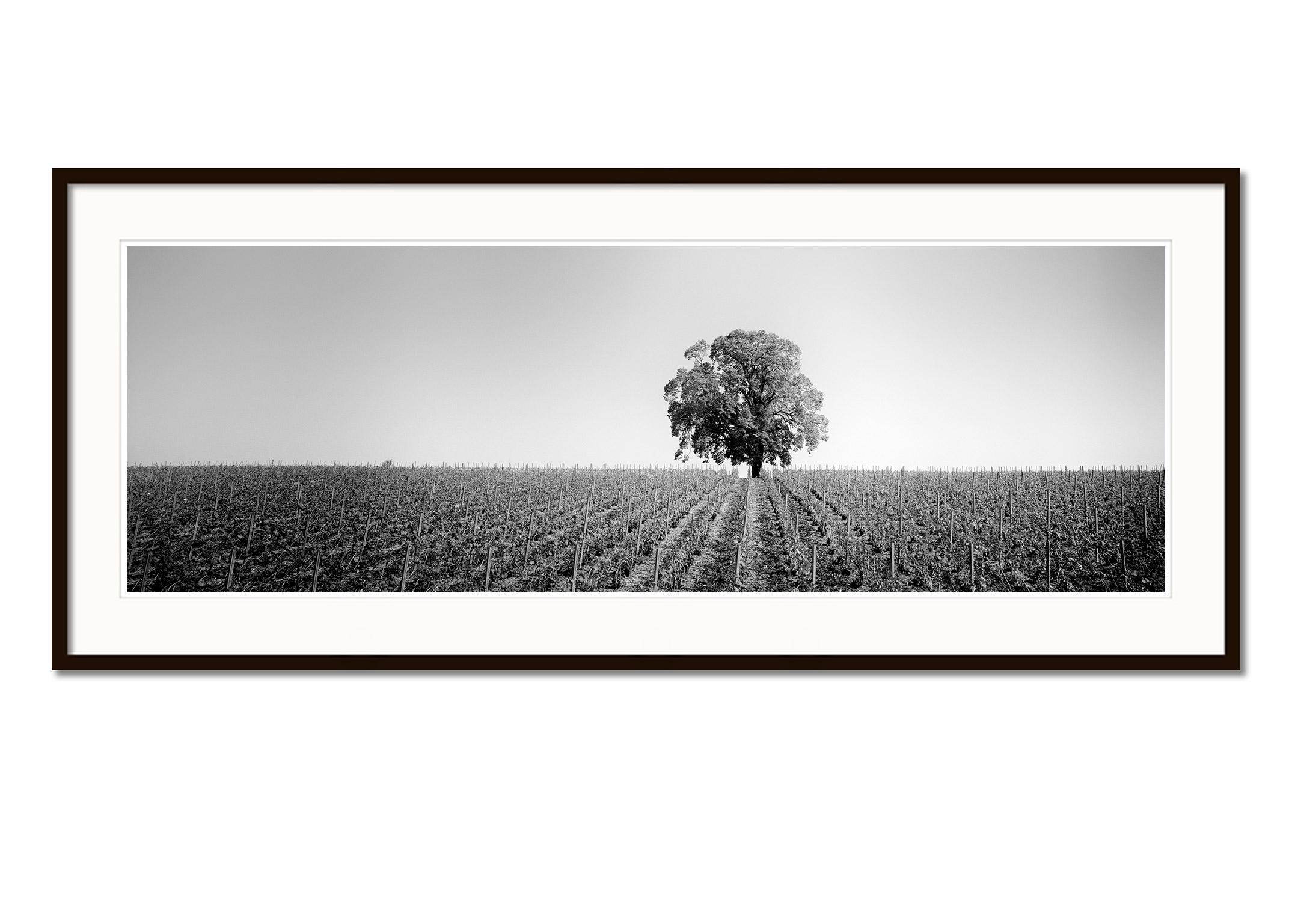 Black and white fine art panorama photography print - Romantic mood with a lonely tree on the vineyard, France. Archival pigment ink print, edition of 9. Signed, titled, dated and numbered by artist. Certificate of authenticity included. Printed