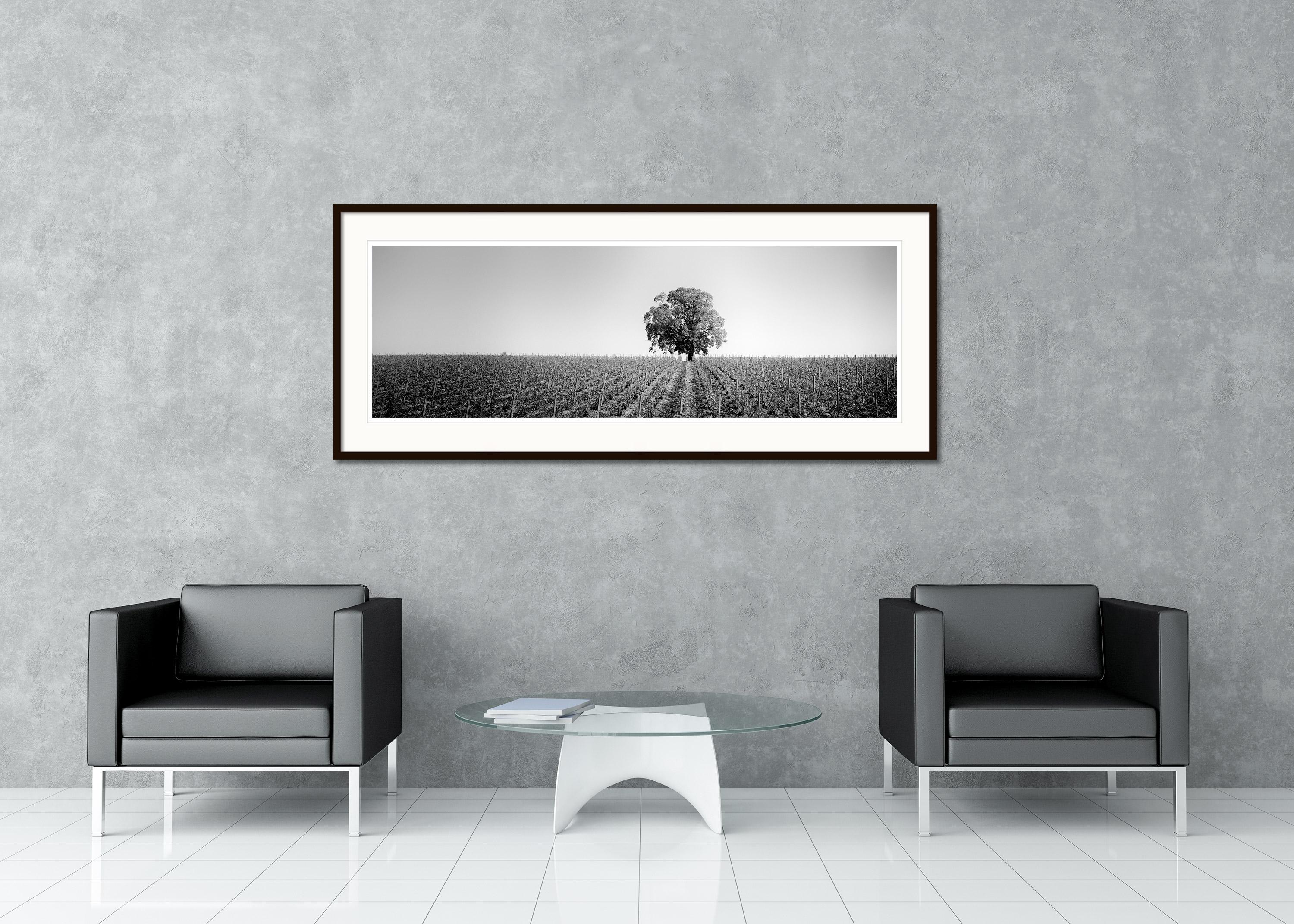 Vineyard Romance Panorama lonely tree minimalist black white panorama landscape For Sale 1