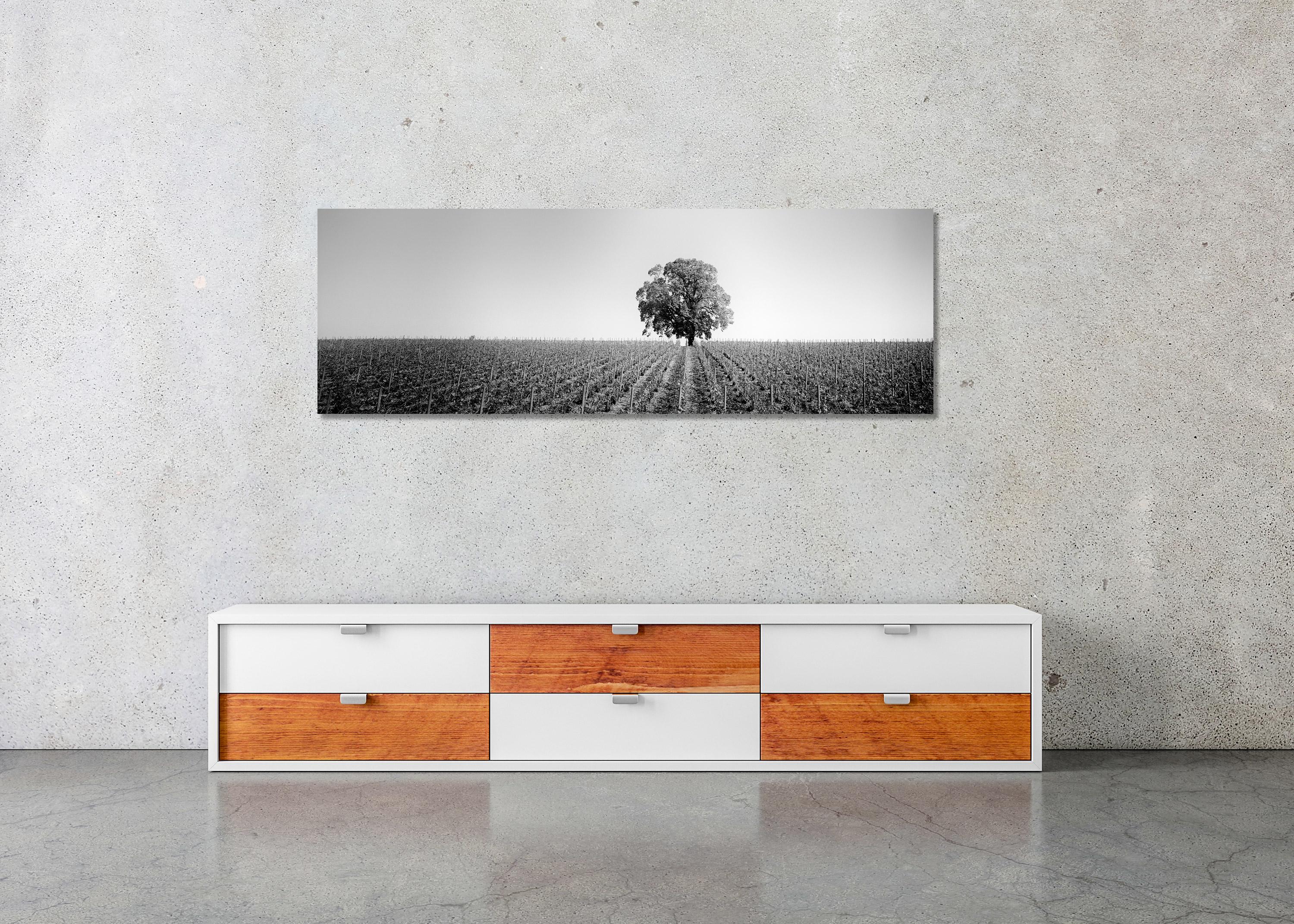 Vineyard Romance Panorama lonely tree minimalist black white panorama landscape For Sale 2