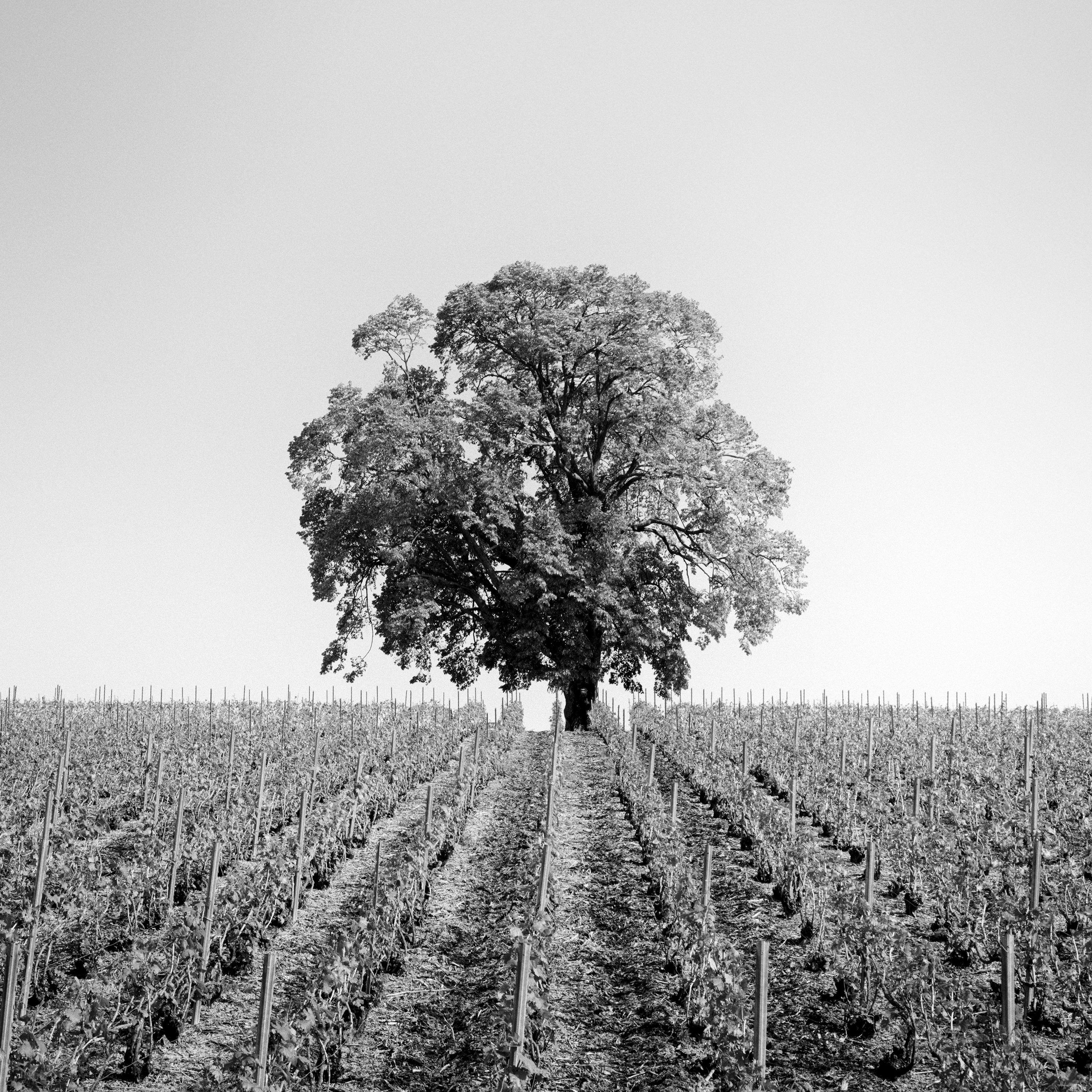 Vineyard Romance Panorama lonely tree minimalist black white panorama landscape For Sale 4