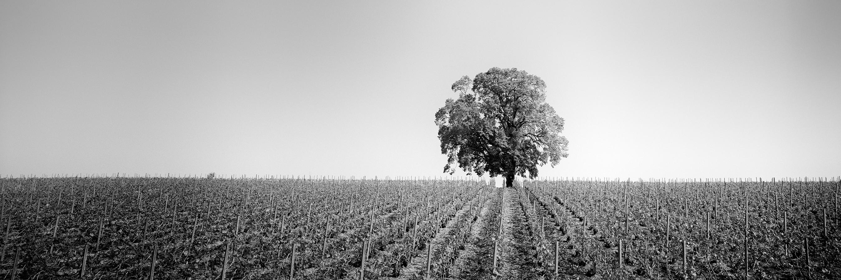 Vineyard Romance Panorama lonely tree minimalist black white panorama landscape