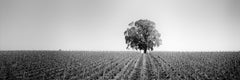 Vineyard Romance Panorama, lonely tree, France, minimalist black and white photo