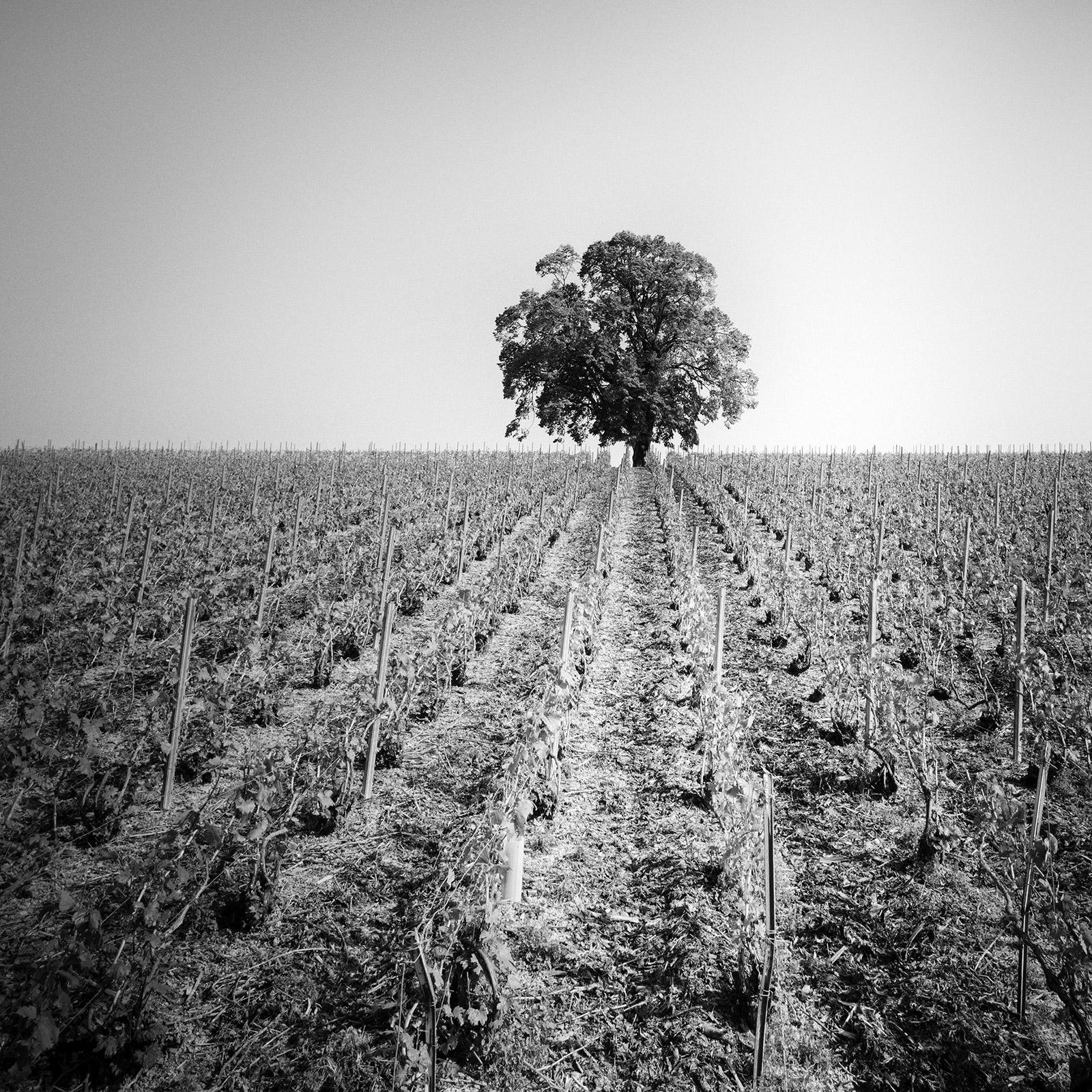 Gerald Berghammer Landscape Photograph – Vineyard Romance, ein einzelner Baum, Frankreich, Schwarz-Weiß-Fotografie, Landschaft