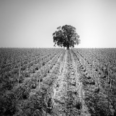 Vineyard Romance, ein einzelner Baum, Frankreich, Schwarz-Weiß-Fotografie, Landschaft