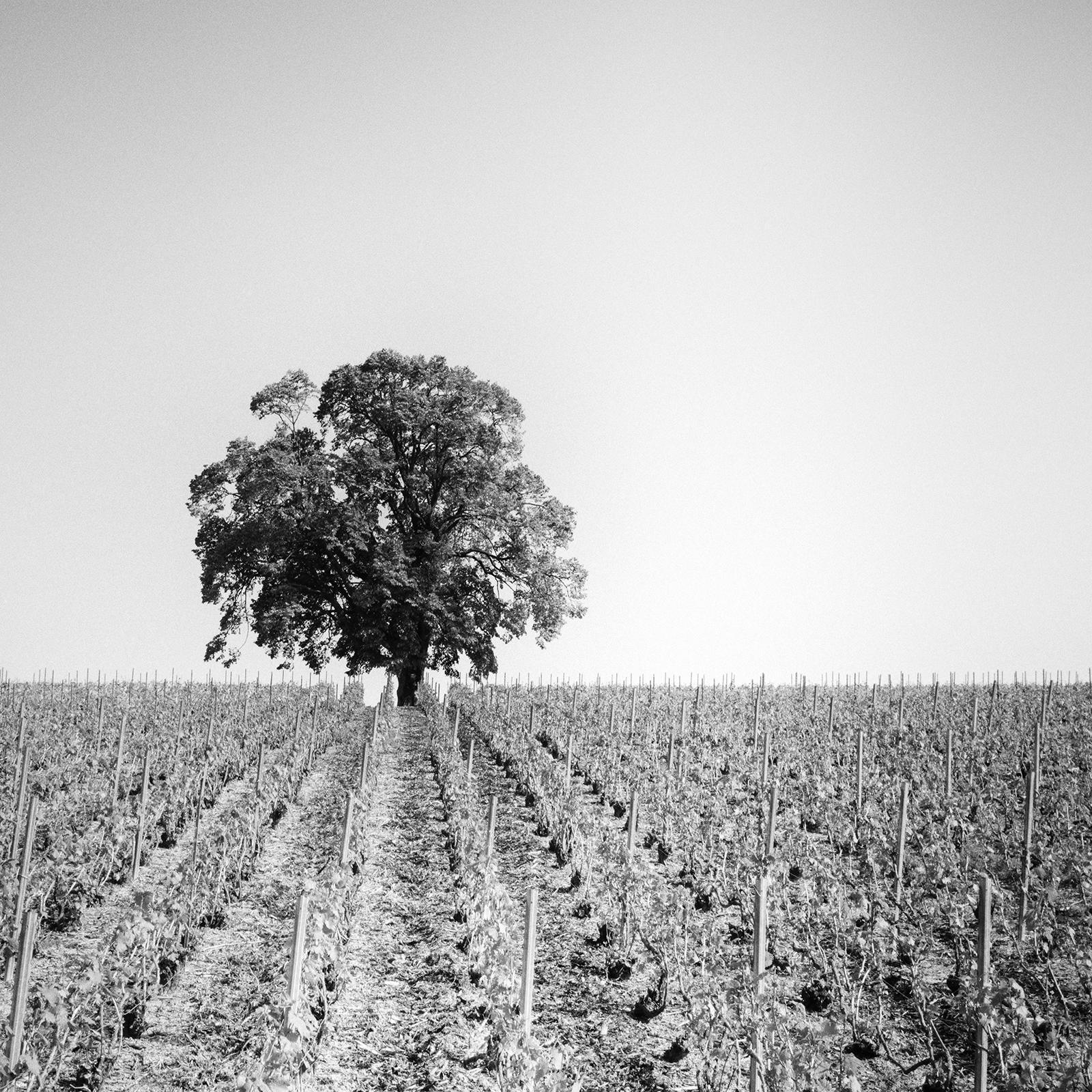 Vineyard Romance, single Tree, France, black and white photography, landscape For Sale 5