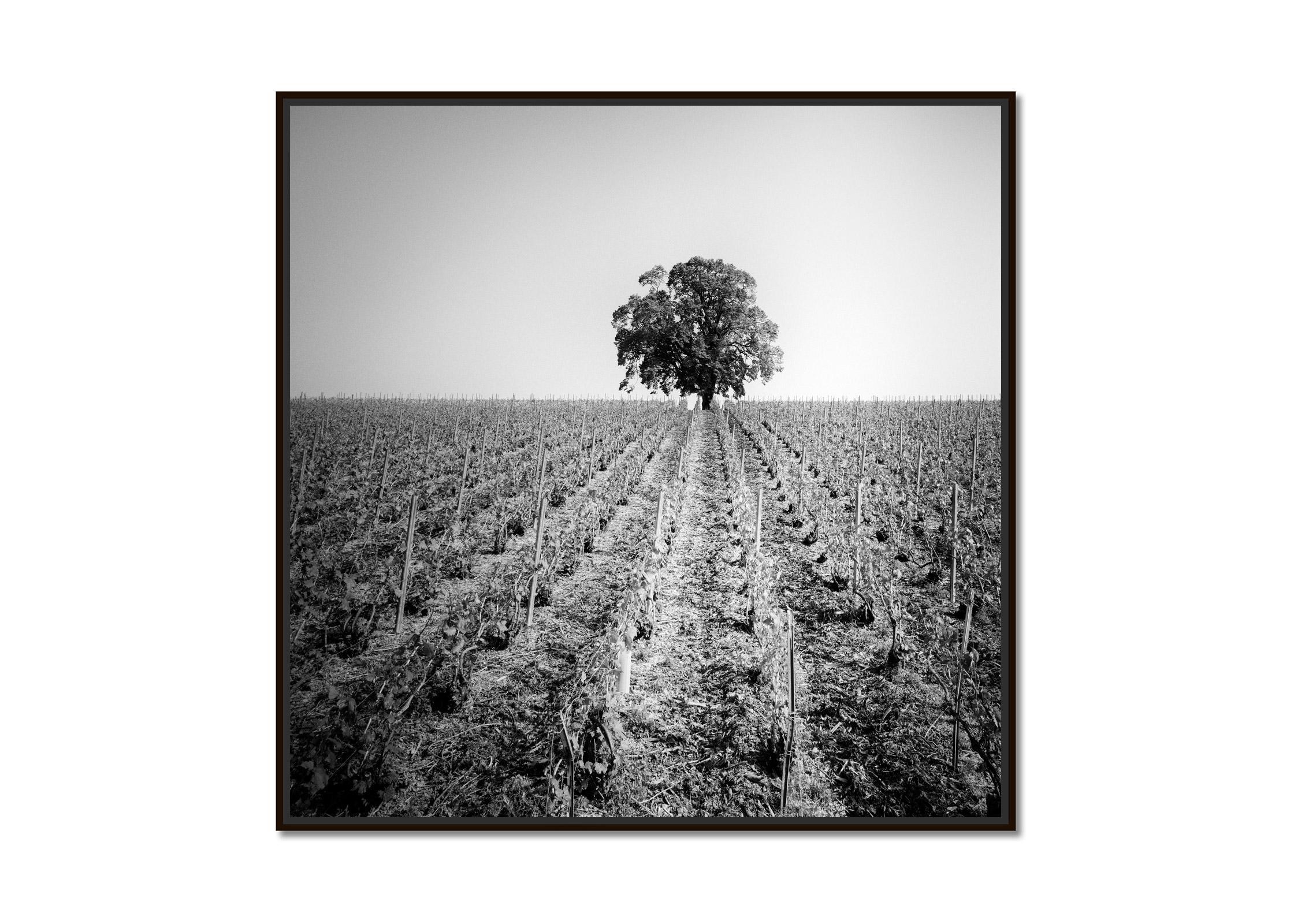 Vineyard Romance, single Tree, France, black and white photography, landscape - Photograph by Gerald Berghammer
