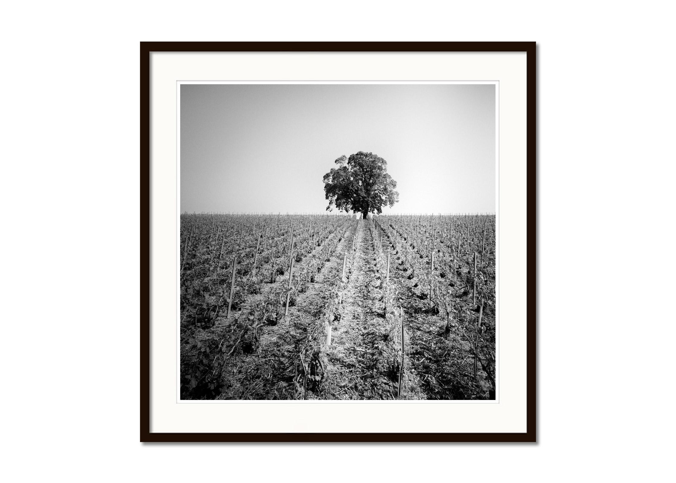 Vineyard Romance, single Tree, France, black and white photography, landscape - Gray Landscape Photograph by Gerald Berghammer