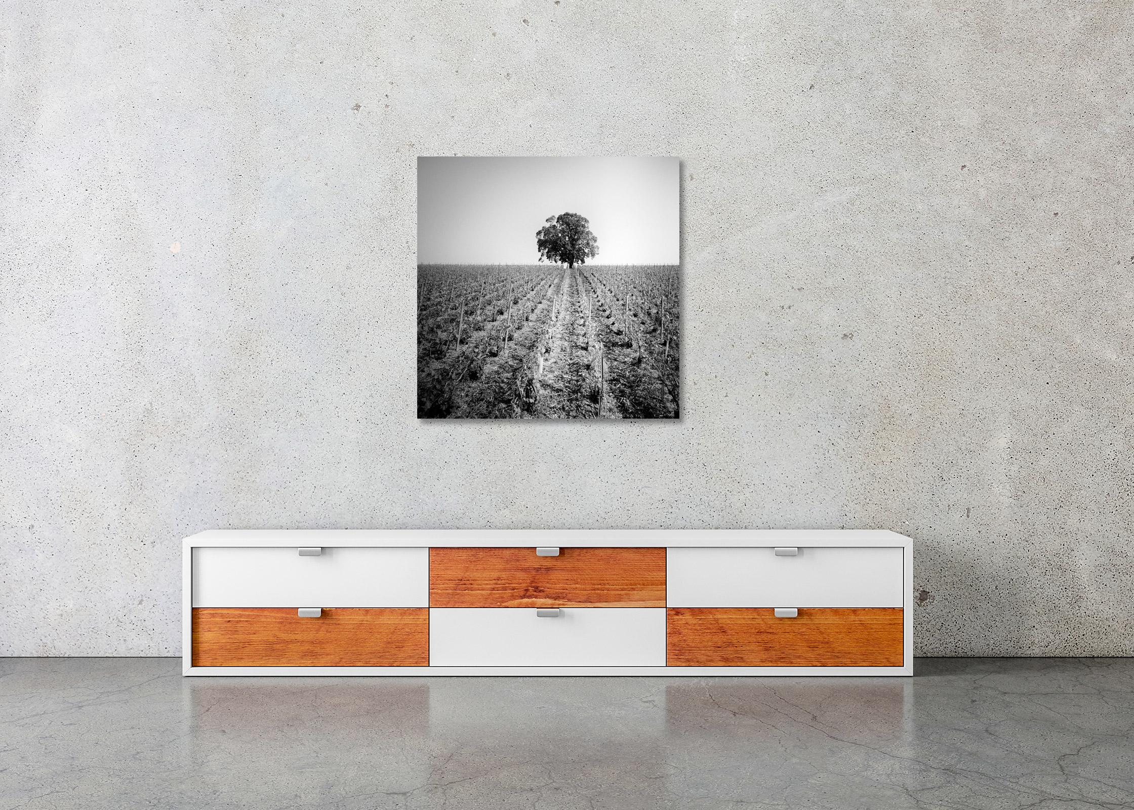 Vineyard Romance, single Tree, France, black and white photography, landscape For Sale 1
