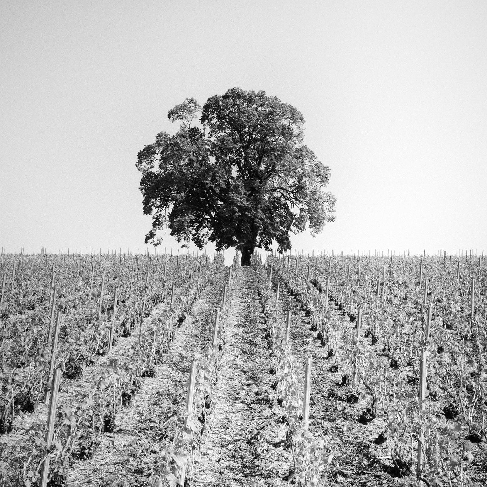 Vineyard Romance, single Tree, France, black and white photography, landscape For Sale 3