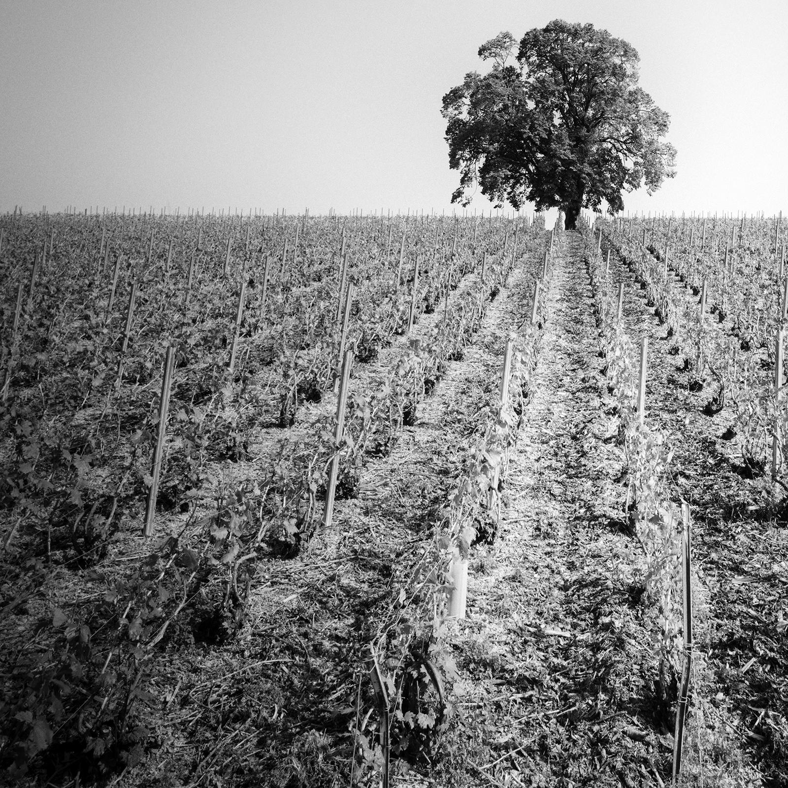 Vineyard Romance, single Tree, France, black and white photography, landscape For Sale 4