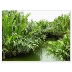 Welcome to the Jungle - landscape, nipa palms - Vietnam - limited color photo