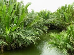 Welcome to the Jungle – Limited Edition Photograph of Nipa Palms in Vietnnam