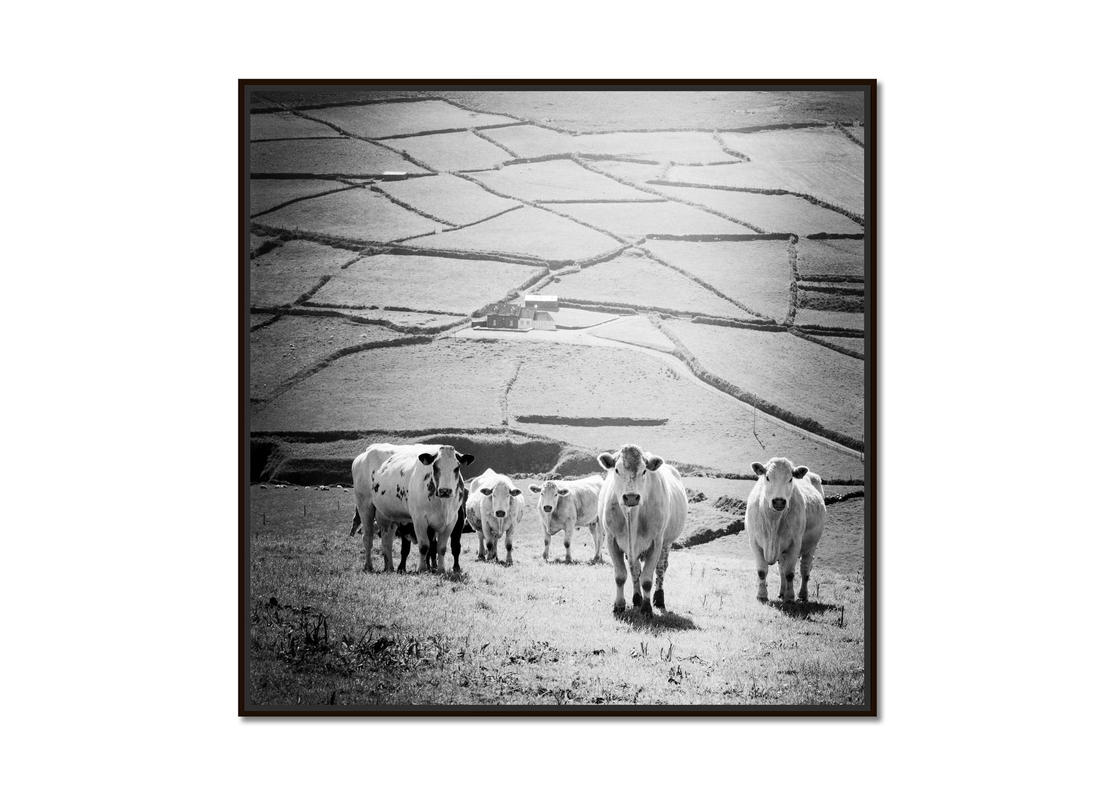 What´s up, Cows on Field, Ireland, black and white photography, art landscape - Photograph by Gerald Berghammer
