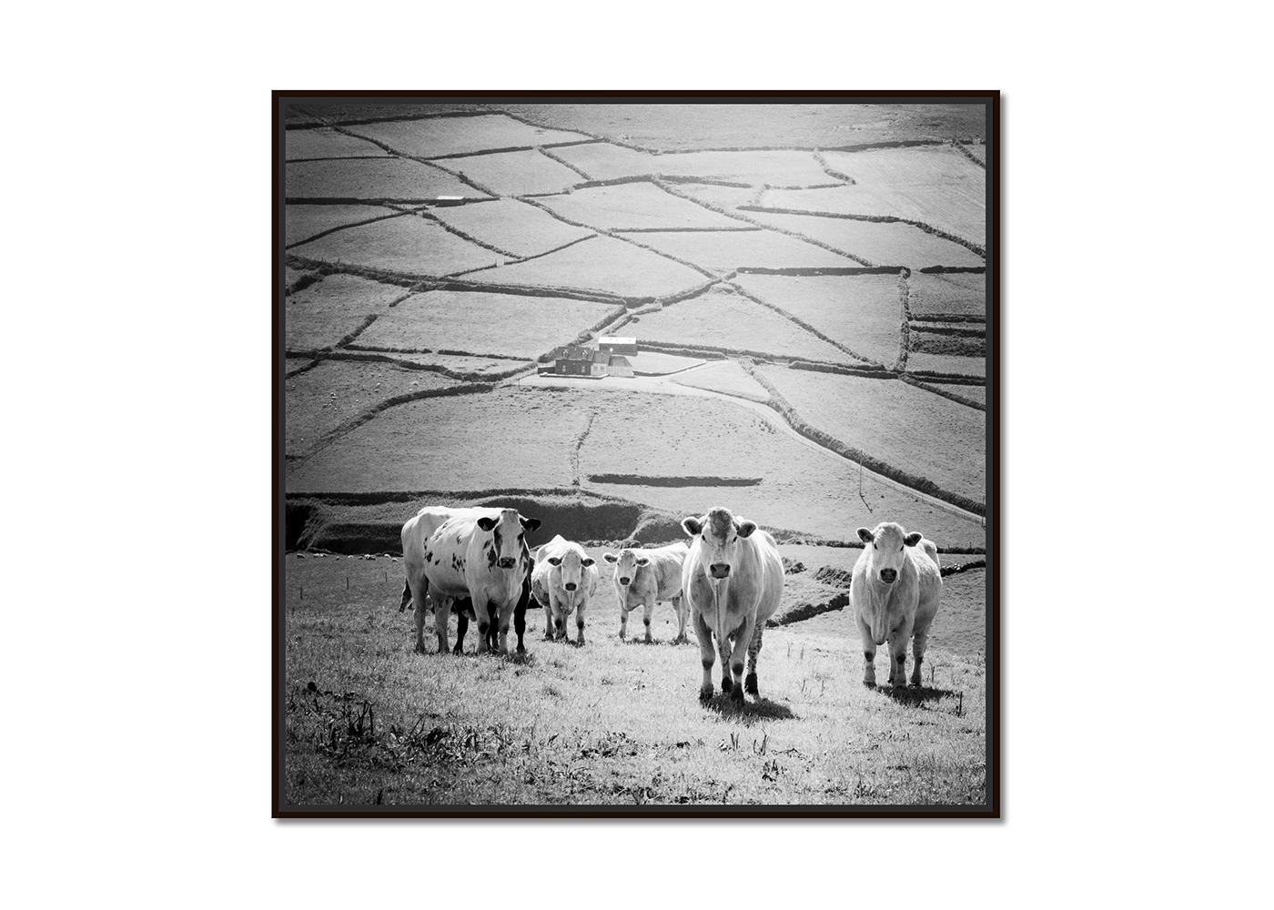 What's up, Kühe auf der Weide, Irland, Schwarzweißfotografie, Landschaft – Photograph von Gerald Berghammer